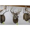 Image 1 : Whitetail – Shoulder Mount (D15)