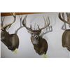 Image 2 : Whitetail – Shoulder Mount (D15)