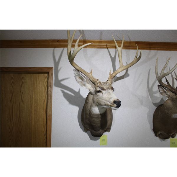 Mule Deer (D16)