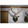 Image 1 : Mule Deer (D16)