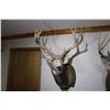 Image 2 : Mule Deer (D16)