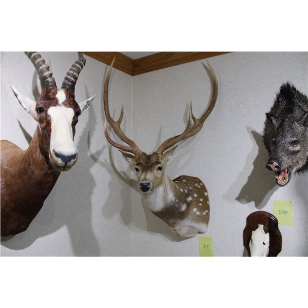 Axis Deer (D17)
