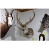 Image 1 : Axis Deer (D17)