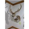 Image 2 : Axis Deer (D17)