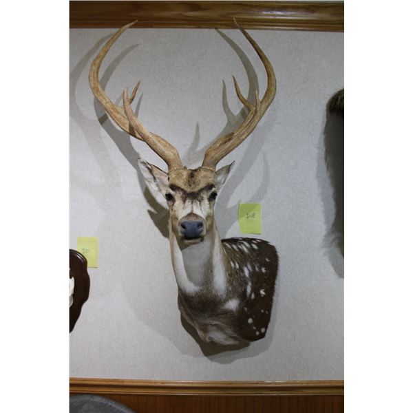 Axis Deer (D18)