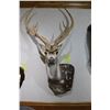 Image 1 : Axis Deer (D18)
