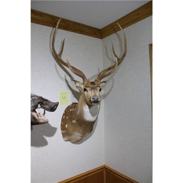 Axis Deer (D19)