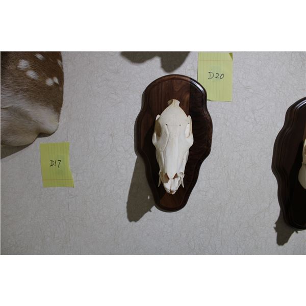 Javalina – Euro Mount (D20)