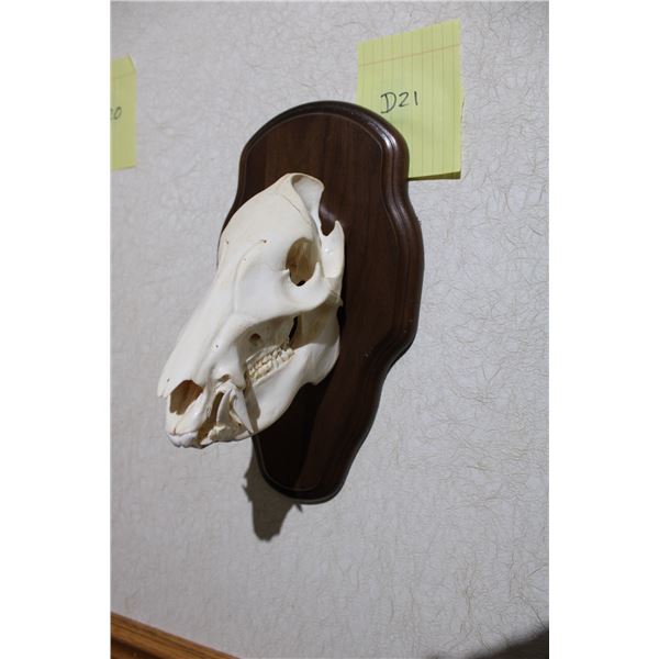Javalina – Euro Mount (D21)
