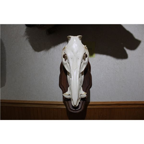 Feral Hog – Euro Mount (D48)