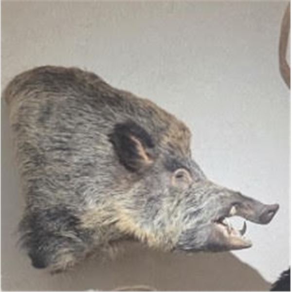 Russian Boar – Shoulder Mount