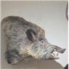 Image 1 : Russian Boar – Shoulder Mount