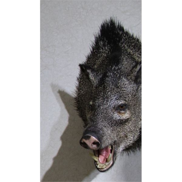 Javelina – Shoulder Mount