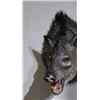 Image 1 : Javelina – Shoulder Mount