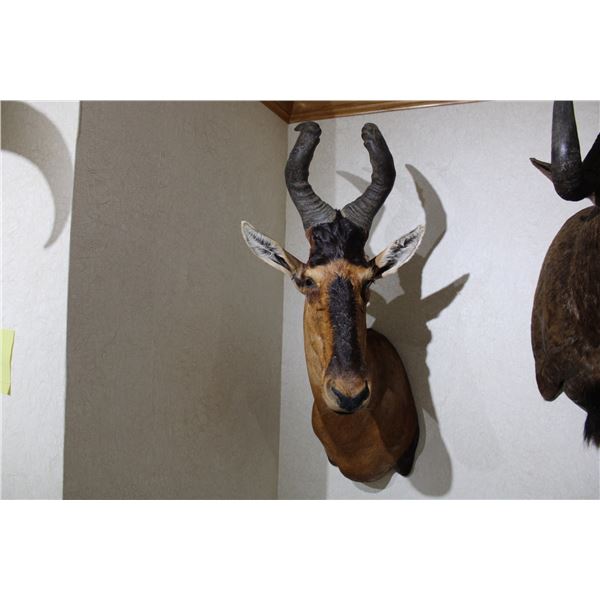 Red Hartebeest – Shoulder Mount (D23)
