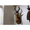 Image 1 : Red Hartebeest – Shoulder Mount (D23)