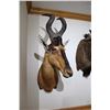 Image 2 : Red Hartebeest – Shoulder Mount (D23)