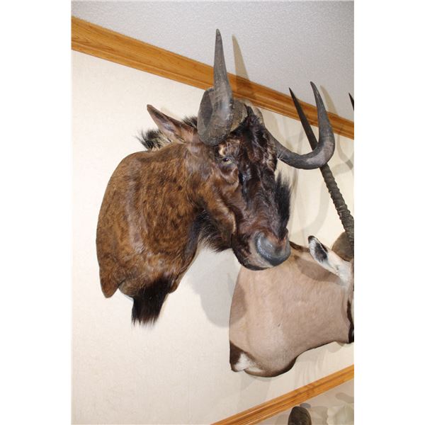 Black Wildebeest – Shoulder Mount