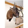 Image 1 : Black Wildebeest – Shoulder Mount