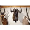 Image 2 : Black Wildebeest – Shoulder Mount