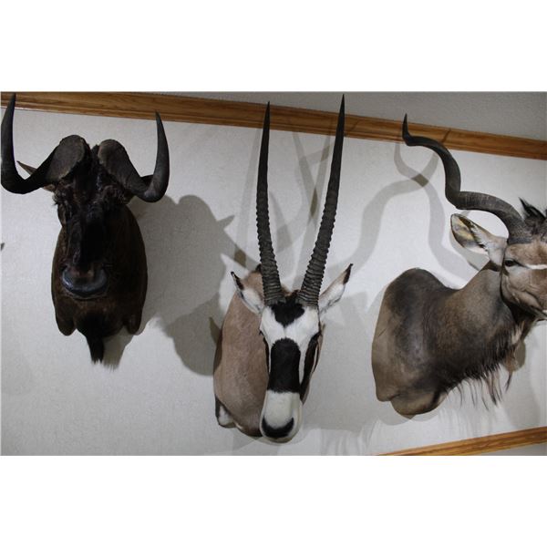 Gemsbok Bull – Shoulder Mount