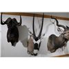 Image 1 : Gemsbok Bull – Shoulder Mount