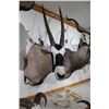 Image 2 : Gemsbok Bull – Shoulder Mount