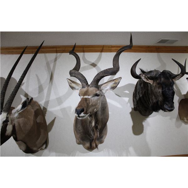 Southern Greater Kudu – Shoulder Mount