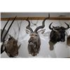 Image 1 : Southern Greater Kudu – Shoulder Mount