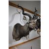Image 2 : Southern Greater Kudu – Shoulder Mount