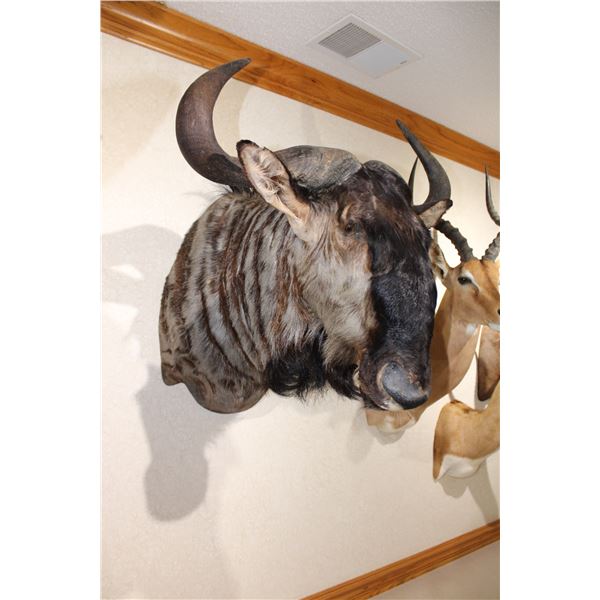 Blue Wildebeest – Shoulder Mount