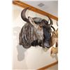 Image 1 : Blue Wildebeest – Shoulder Mount