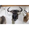 Image 2 : Blue Wildebeest – Shoulder Mount