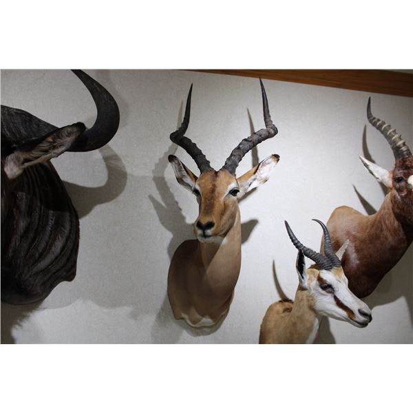 Impala – Shoulder Mount