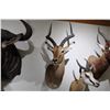 Image 1 : Impala – Shoulder Mount