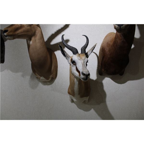 Springbok – Shoulder Mount (Smaller)