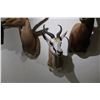 Image 1 : Springbok – Shoulder Mount (Smaller)