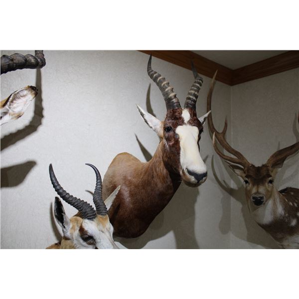 Blesbok – Shoulder Mount