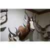Image 1 : Blesbok – Shoulder Mount