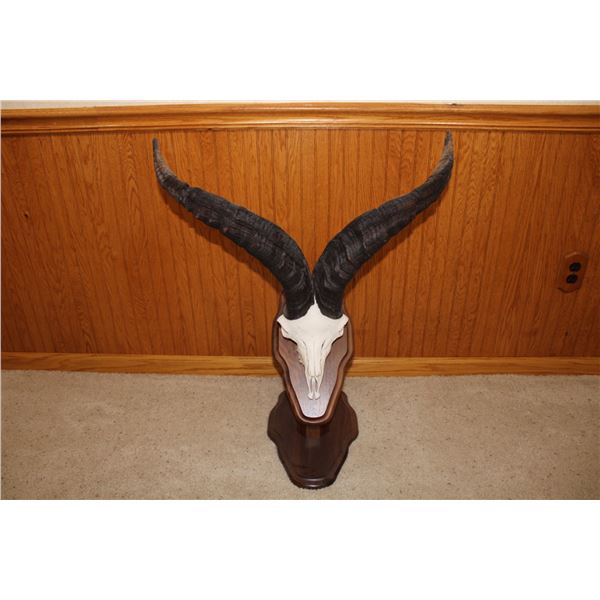 Ibex Euro Mount – Spain (D37)