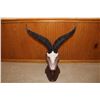 Image 1 : Ibex Euro Mount – Spain (D37)