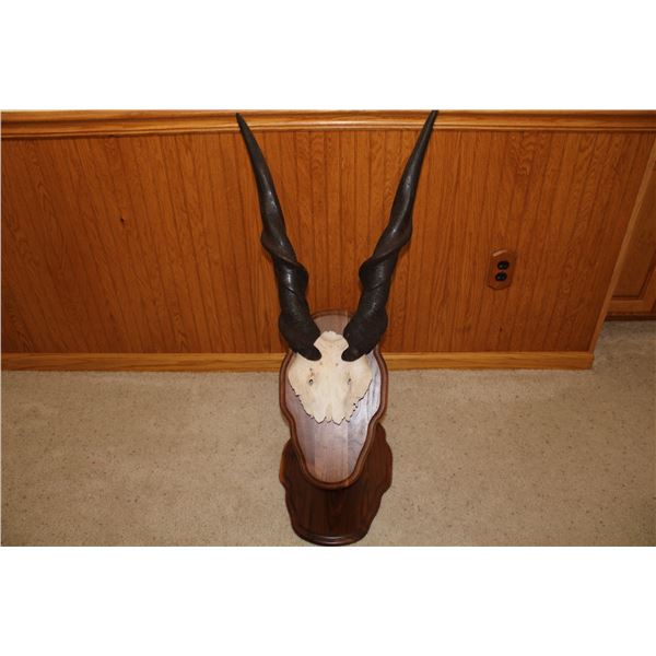 Eland – European Mount