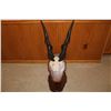 Image 1 : Eland – European Mount