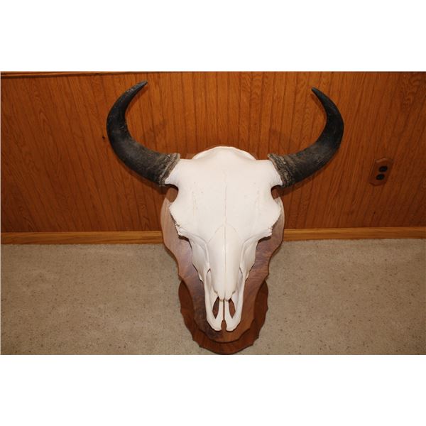 American Bison – European Mount (D33)