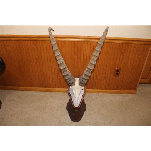 Ibex Euro Mount – Spain (D31)