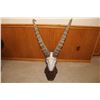 Image 1 : Ibex Euro Mount – Spain (D31)