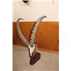 Image 2 : Ibex Euro Mount – Spain (D31)