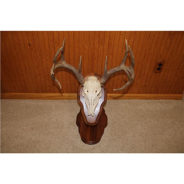 Whitetail Deer – European Mount on Pedestal (D35)