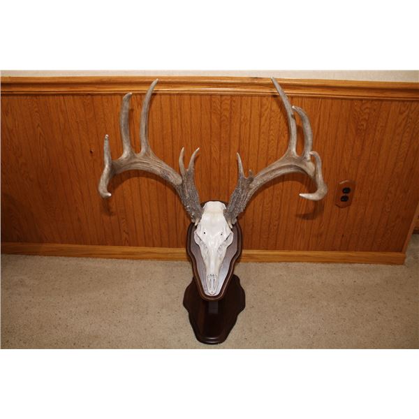 Whitetail Deer – European Mount on Pedestal (D36)
