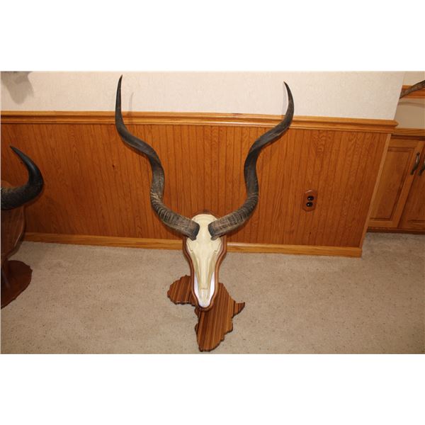 Kudu – European Mount on Pedestal (D37)